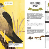 Kid’s Guide to Backyard Birds